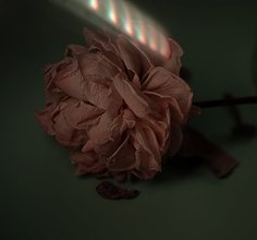 枯萎的花 別樣美學的設計靈感與水培重生方案